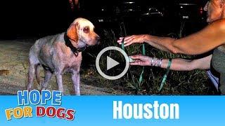 Hope Out-Smarted by Hungry Houston Homeless Dog - The Rescuers DNA