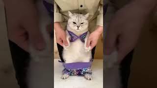 Kitten Quirks: Cuteness and Chaos  #CuteClowders #WhiskerGiggles #YouTubeShorts