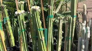 ️ Top 3 Columnar Cacti:   great for full sun outdoors!  