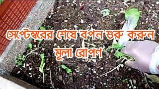 Start sowing in end of September 2022 | Planting radish | Gardening tips  | Shoukher Bagan UK 2022