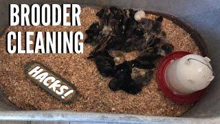 Easy Chicken Brooder Cleaning Hacks