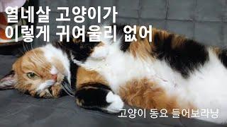  고양이 춤  - #아기싱어 #이로아 노래