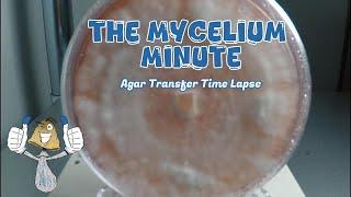 Agar Transfer Time Lapse | The Mycelium Minute | Eazy BlueThumb