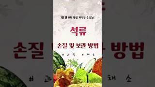 ‼️1분 만에 석류의 손질방법 및 보관 방법에 대해 알아보자‼️..#석류 #석류손질 #석류보관 #과일고르는꿀팁 #과일추천 #청과 #팔로우 #좋아요 #꿀팁 #유익 #건강 #건강식