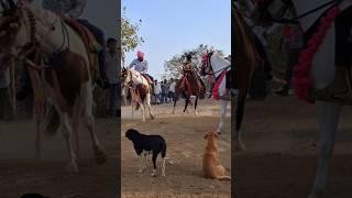 fuleku marriage Horse raiding Kathiyawad #horse #horseenthusiast #horsefan #horseriding #horselover