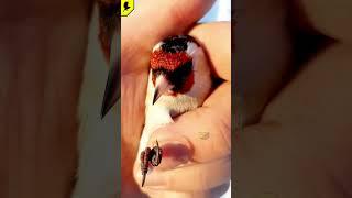 Goldfinch #carduelis #bird #Птицащегол #птичка #catchingbirds #şaka #kokil #2023 #cardellino