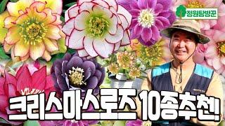 빅히트 겨울꽃 야생화! "겹으로피는 개화주 크리스마스로즈 10종 추천" 노지월동 추위에 강한 헬레보루스~