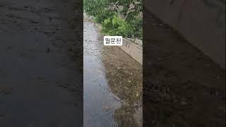 [다산 TV  남양주 월문천 정비] #대한인터넷신문협회 #남양주시 #월문천