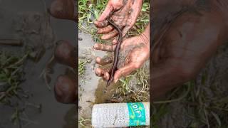 snake fish milgaiya canal se(191) hindi village fishing video || hindi fishing vlog ||