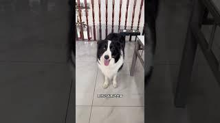 狗：放心，我从不吃地上的东西边牧 铲屎官的乐趣 不养狗不知道养狗的乐趣 铲屎官和他的主人 边牧果冻