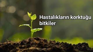 Başta kanser ve tümör olmak üzere, bir çok hastalığa şifa bitkiler