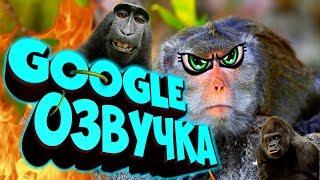 СМЕШНАЯ GOOGLE ОЗВУЧКА.  Смешные животные. Приколы. Выпуск 6