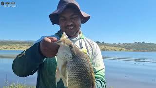 Massive Tilapia and Carp at Pelican Bay, Albertfalls Dam