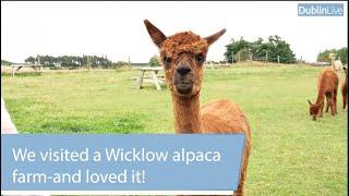 'We visited a Wicklow alpaca farm - and it was great craic'