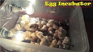 How to make egg incubator at home RESULT || Mian inventions