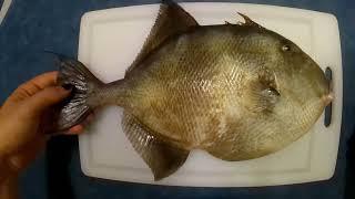 TRIGGER FISH CATCH & COOK