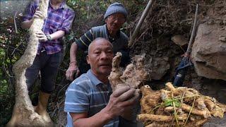 कोपाहरू संग जङ्गलमा बन तरूल  खनियो/Ban Tarul/Edible Roots Tarul Tubers Yam Roots/Sikkim/Nepali Vlog