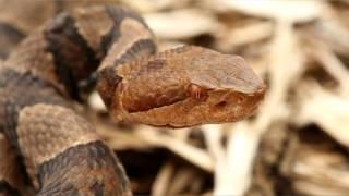 The Northern Copperhead Venomous Snakes of New England Part 1