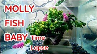 Molly Fish baby Time Lapse