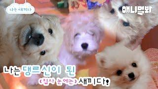 나도 새끼였다 ~댕르신 특집~ [애니멀봐 나새끼 100호]ㅣI was a Baby ~Granddogs Special~ [I’m A Baby 100th]