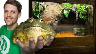 My Giant Bullfrog Needed a New Home - Samson's Story