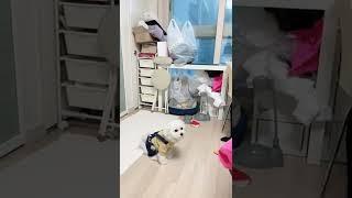 跟媽媽辯論的小比熊 #比熊 #bichonfrise