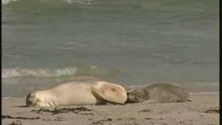 Australia - Kangaroo Island - TV Traveller