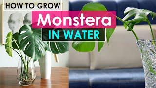 How to Grow Monstera in Water