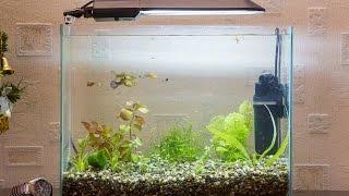 Запуск и оформление аквариума 20 литров (качество 4К) start aquarium