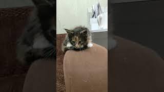 Оставшиеся мейн кунята