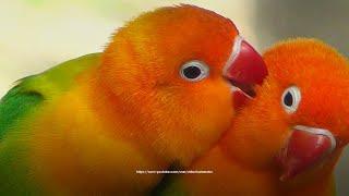 Green Opaline Lovebird - Lovebird Chirping Sounds