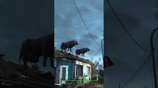 How did these Brahmin manage to get onto the roof? (do they know how to fly?) #fallout4