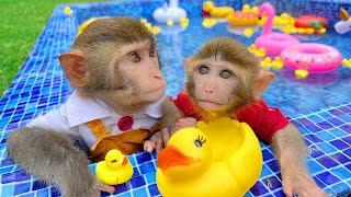 LIVE  Monkey Bim Bim Bathing In The Bathroom With Eating Fruit With Ducklings Side Swimming Pool