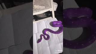 Beautiful Purple Snake TikTok: diego_forn22