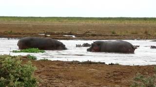 A Hippo's Big Mouth