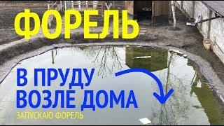 Форель в пруду на участке возле дома. Зарыбление форелью.