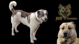 Livestock Guardians - Emiljano Babaramo from HB Kennel