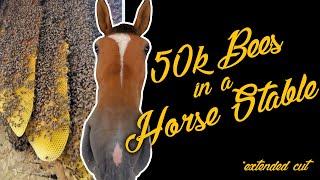 50k Bees In A Horse Stable  *Extended Cut*