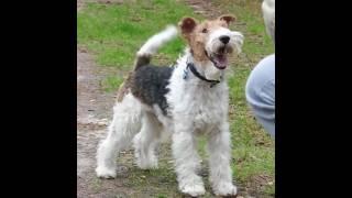 Wire Fox Terrier Dog Breed #youtube #ytshorts #youtubeshorts