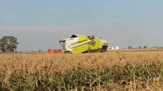 CLAAS TUCANO 430 - NH TD 5050 - TREBBIATURA SORGO