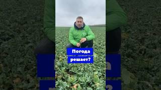 ОЗИМЫЙ РАПС. КТО ВИНОВАТ? #agro #блогер #сельскоехозяйство #farmerslife