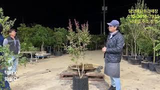 농업법인(주) 담양예나원 25년 5월 30일 금요일 분재 정원수 특수목 실시간경매 라이브방송