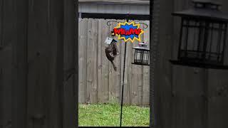 Funniest Squirrel Moments on Slinky