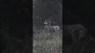 Biggest Buck We’ve Ever Filmed, Free Range 250”+ Deer #shorts #hunting #deerhunting