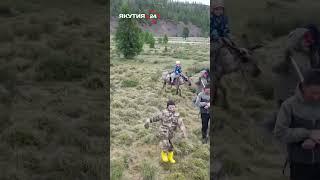 Стойбище оленей в движении #якутия #олени #стойбище