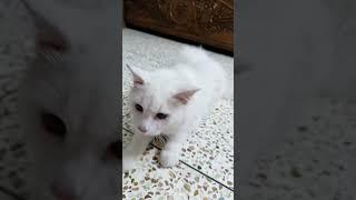 Cute Cat Videos | Cat Queen Elisha - 7 | #cat #cutecat