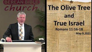 The Olive Tree & True Israel (Romans 11:16-18)