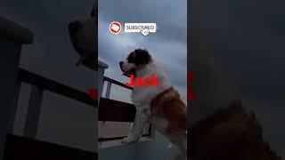 dog videos | keshav vlogs