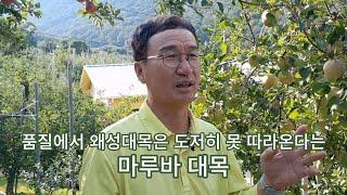 품질에서 왜성대목은 도저히 못 따라온다는 마루바 대목