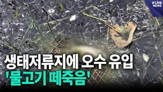 생태저류지에 오수 유입…'물고기 떼죽음' [구로] 딜라이브 뉴스